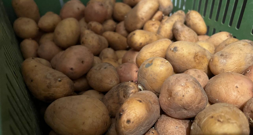 Даст ведро с куста: как получить богатый урожай картофеля — достаточно знать это