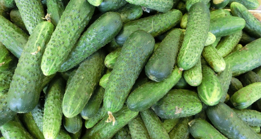 Почему огурцы горчат: 3 основные ошибки, которые совершают даже опытные огородники