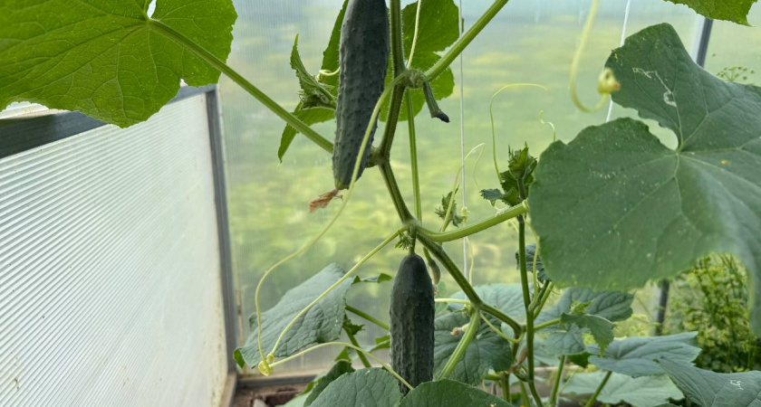 Из огурцов на рассаду покупаю только эту: растет без полива хоть в пустыне – проблем с ним точно не будет 