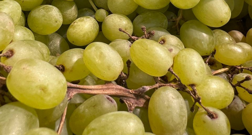 Станут гордостью вашего сада: 4 топовых сорта винограда — не подведут даже новичка 