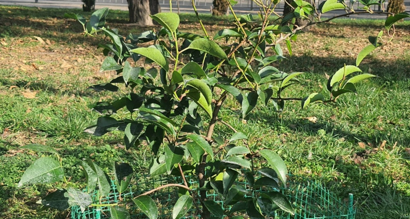 Субтропический уголок в центре Новороссийска пополнился еще четырьмя экзотами