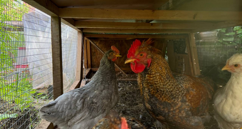 Длинная или короткая кормушка для кур — как правильно выбрать и где поставить: советы фермеров с опытом