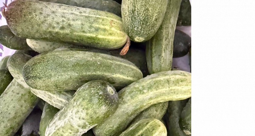 Дачники, вот 2 сорта огурцов, которые больше однозначно никогда не посажу: Мой анти-топ - вот почему 