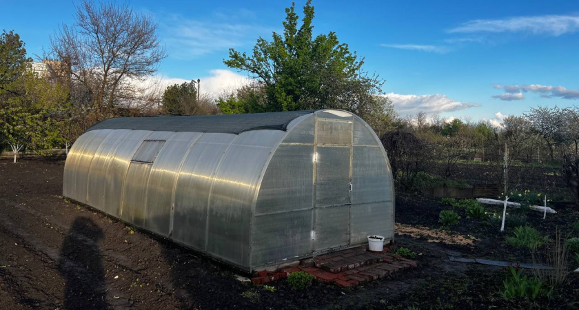 Садоводы массово выбрасывают эти семена: названы сорта, которые на самом деле не растут в нашем климате