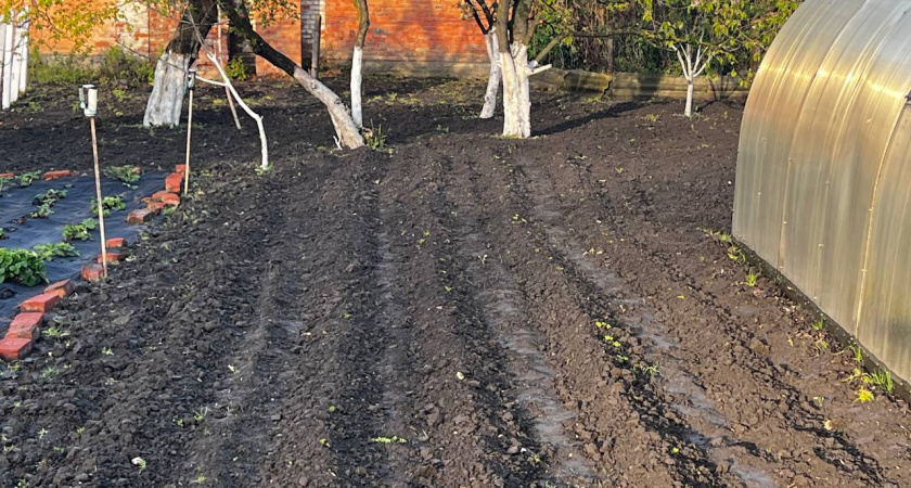 Дачникам запретили сеять морковь весной: агрономы назвали точную дату в декабре, когда это нужно делать, чтобы получить урожай на месяц рань