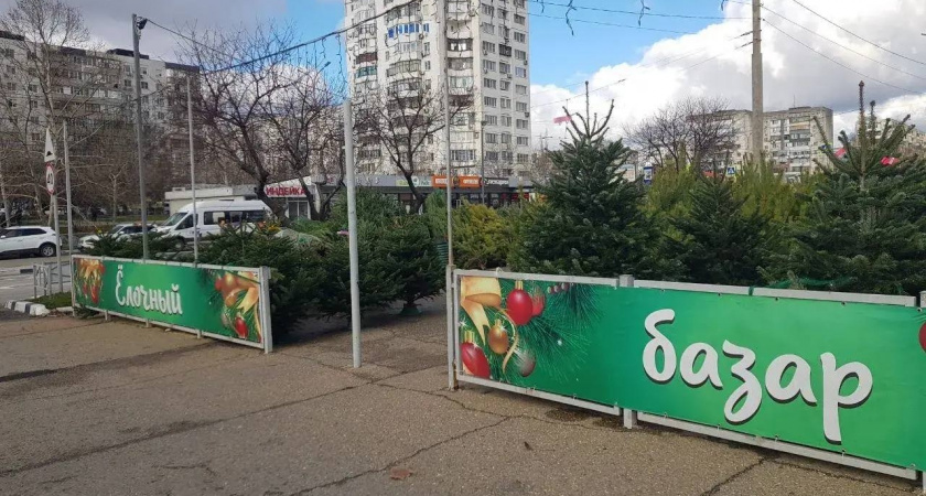  В Новороссийске с 15 декабря начнут продавать живые елки: адреса базаров 