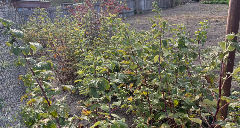 Малину подкармливаю в январе: 1 горсть под корни даже по снегу - ягод будет завались