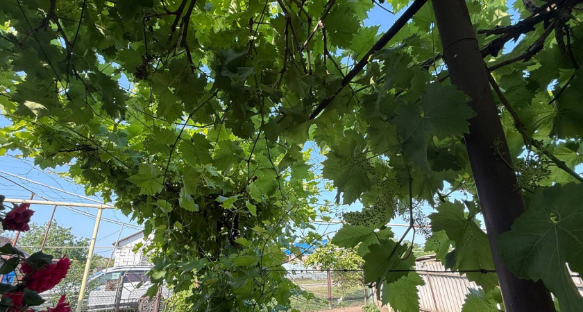 Дачники, вот 3 самых лучших сорта винограда: Неприхотливые, урожай через 80 дней  