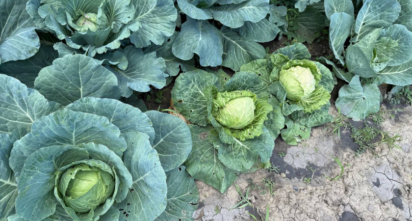 Подходят для всего – 2 лучших сорта капусты: кочаны вырастают по 2 кг – вкуснотища