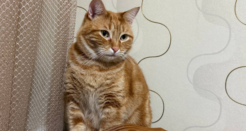 Вот сколько лет кошке по человеческим меркам: как простым способом узнать возраст питомца