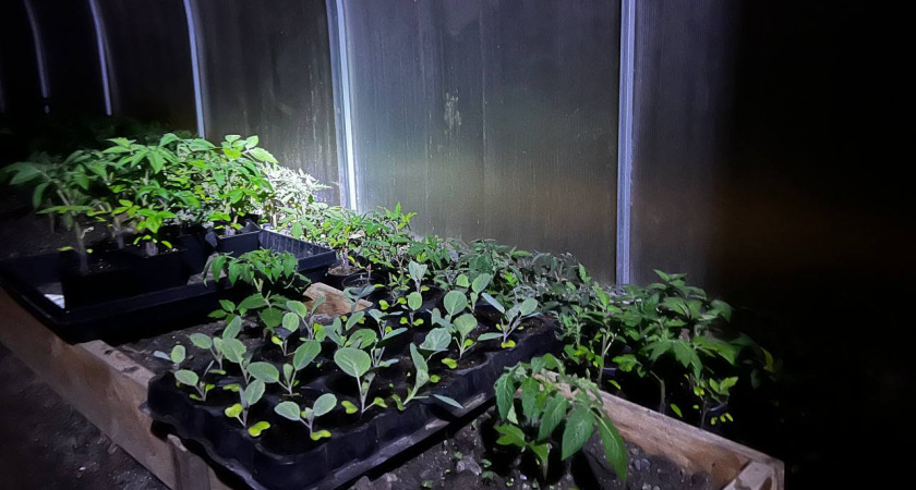 Сажаю рассаду томатов только в эти 19 дней - названы лучшие даты 2026 года по лунному календарю: помидоры прут "стеной"