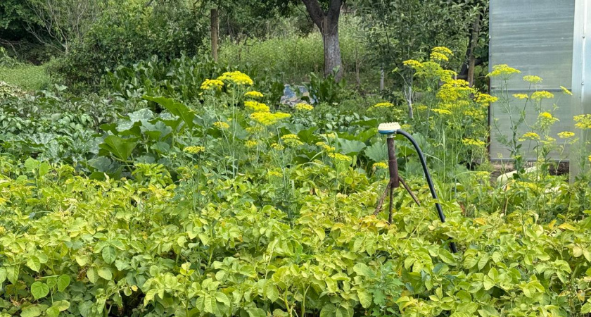 Огородники, сажаю только этот сорт картошки и балдею: До 370 кг с 1 сотки, урожай через 60 дней