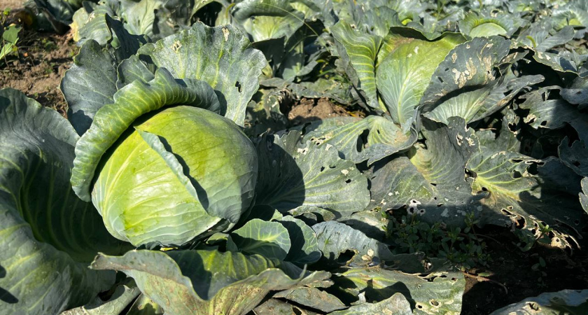Каждый кочан по 12 кг: какой сорт капусты бьет рекорды урожайности – не боится прожорливых гусениц 