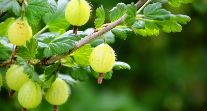 Мечта каждого огородника: 2 топовых сорта крыжовника – на них нет шипов: от 6 кг с куста