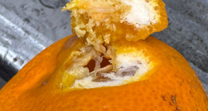 В Новороссийске обнаружили вредителя в партии турецких мандаринов