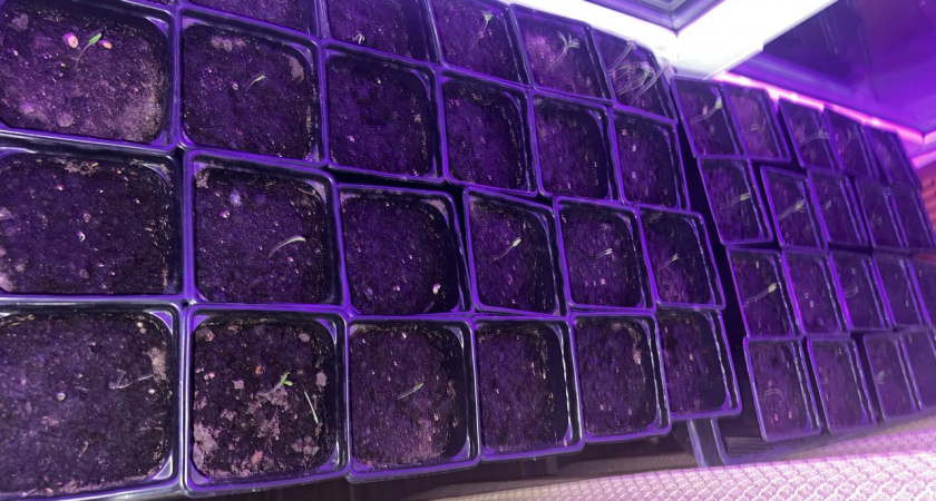 Я больше не покупаю зелень зимой. Мой секрет — 3 культуры, которые я высаживаю на подоконнике