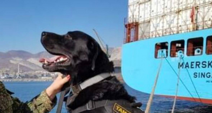 «Нюхательный арсенал»: новороссийская таможня закупает имитаторы наркотиков и взрывчатки для собак 