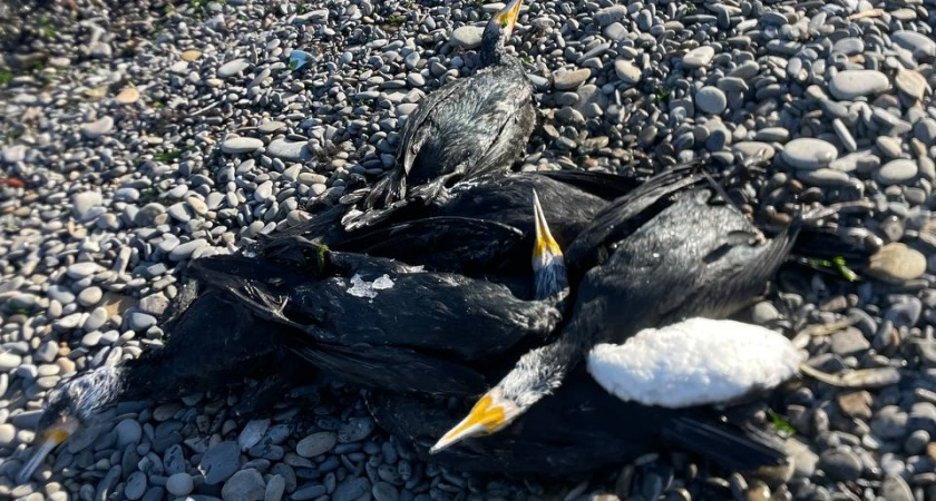 В Новороссийске начался массовый мор бакланов: волонтеры собрали около 300 тушек мертвых птиц 