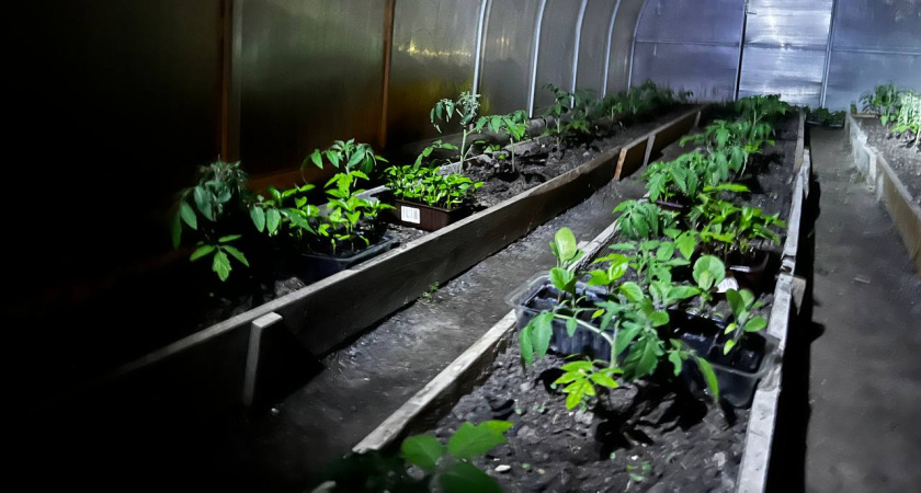 Посадил 1 раз — ем всю весну и лето: 3 сорта зелени для ленивой грядки — солнце не надо