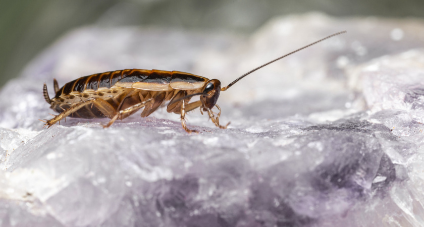 Раскидал это утром - и к вечеру тараканы отправились к праотцам: без ловушек и дорогой химии