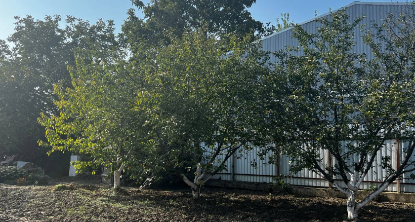 Зимний уход за садом в декабре — срочно: обрежьте эти 7 растений — весной удивитесь росту и обильному цветению 