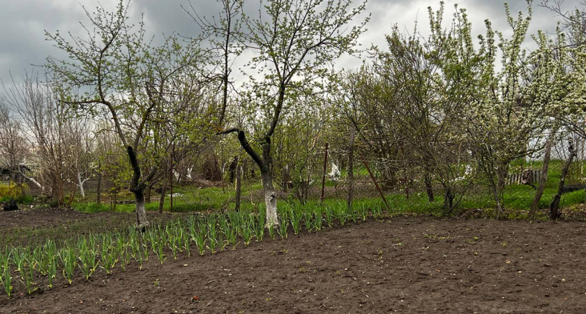 Грядки без навоза "пышут" урожаем — пуляю 1 стакан/м², и даже убитая глина станет, как рыхлый "жирный" чернозем  