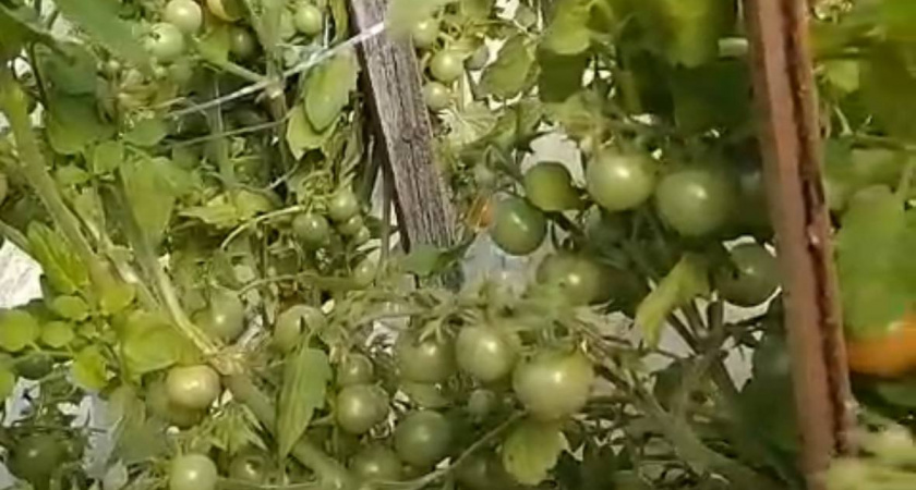 Посадите томаты прямо сейчас — летом будете ведрами раздавать, и еще останутся  