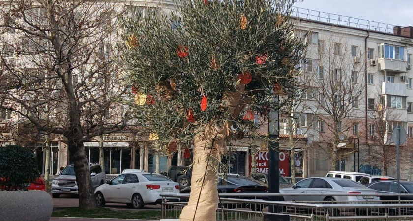 Субтропический вайб: на набережной Новороссийска вместо елок нарядили оливы