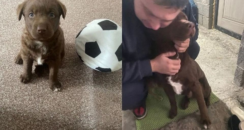 Новогоднее чудо! Житель Новороссийска спустя четыре месяца нашел своего сбежавшего щенка: мужчина нес его на руках, плача от счастья 