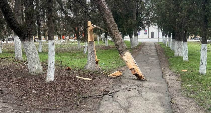 Ураганный ветер ломает деревья и арт-объекты в Новороссийске и окрестностях