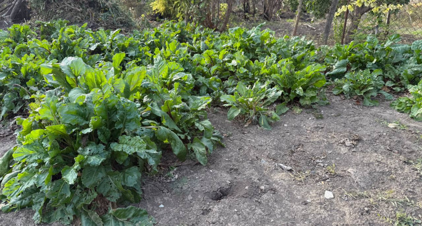 Все дачники тайно скупаю этот сорт свеклы: урожая столько, что девать некуда – и приживается на любом огороде  