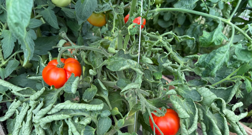 Мои томаты прут стеной и выдают плоды по 500 г: вкус слаще меда, а урожай собираю огромными ведрами 