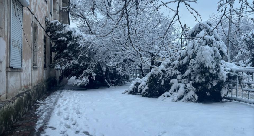 В Новороссийске под весом снега ломаются деревья: спасатели устраняют последствия непогоды 
