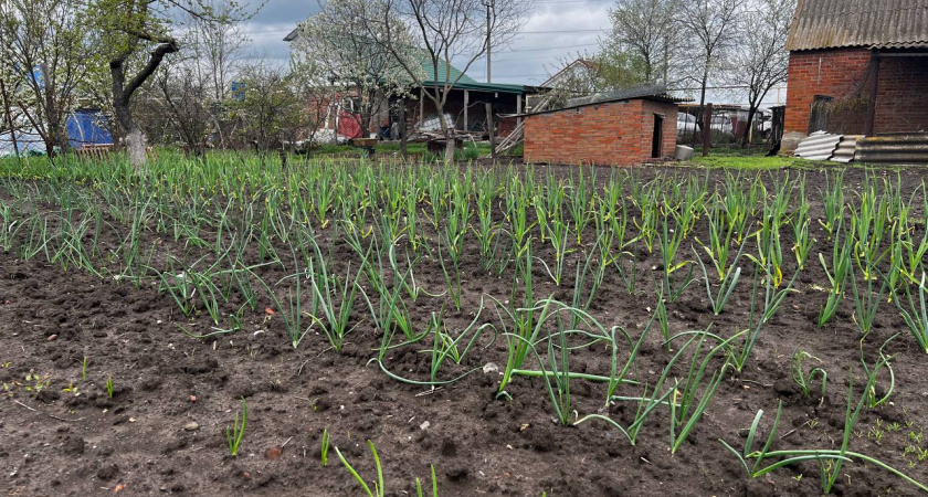 Огородники, сделайте "маникюр" семенам перед посадкой: проклюнутся уже через 1-2 дня  
