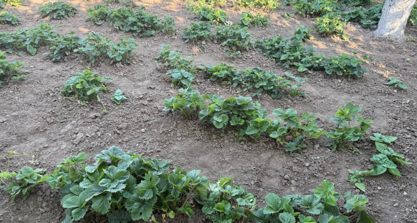 Клубника растет в 2 раза быстрее: пользуюсь 1 забытым трюком — ягоды без сорняков, слизи и гнили 