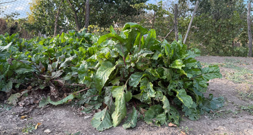 Дачники, намотайте это себе на ус , иначе урожая не будет: Совет от свекловичной блошки  