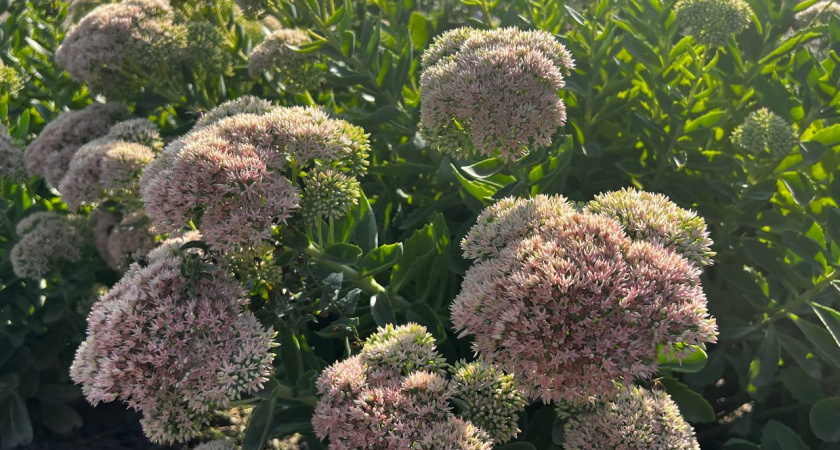 Посадите один раз — и забудьте на век: куст, который растёт 100 лет и цветёт коронами гигантов