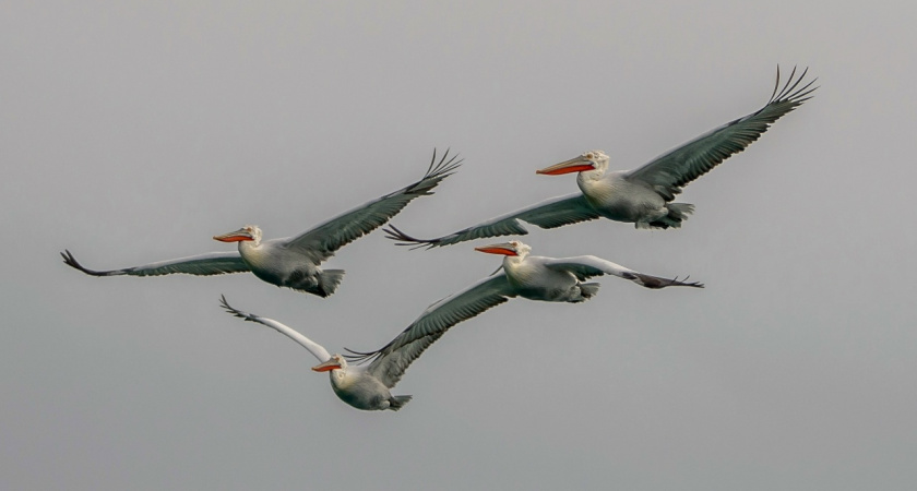 В Новороссийск прилетела большая стая кудрявых пеликанов