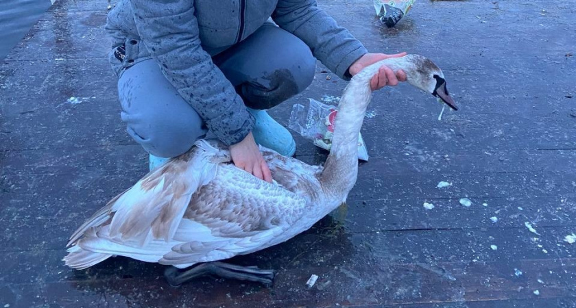 Истрия со счастливым концом: в Анапе спасли лебедя с рыболовной леской на шее 