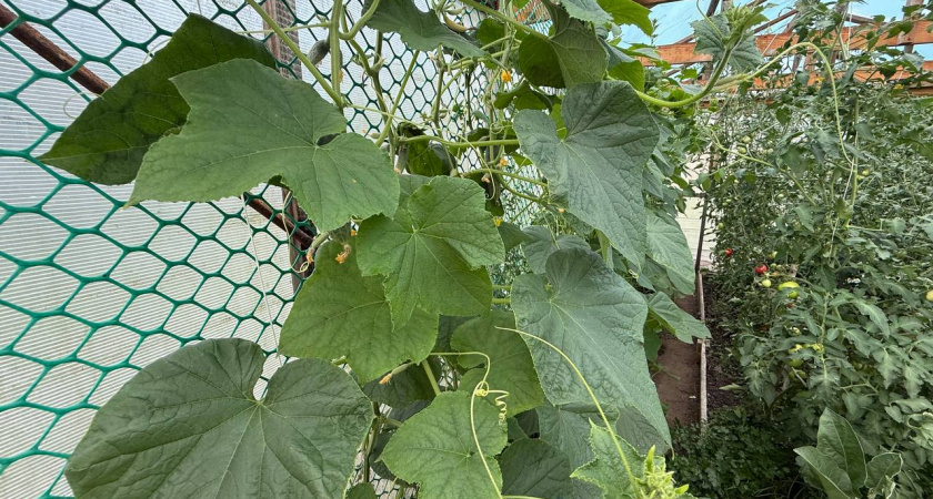 Огурцы с грядки  точно получите уже через 40 дней — ультраранние сорта для нетерпеливых