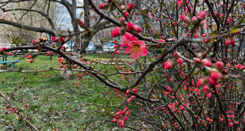 Какой будет весна 2026: расскажет народная примета на 24 января