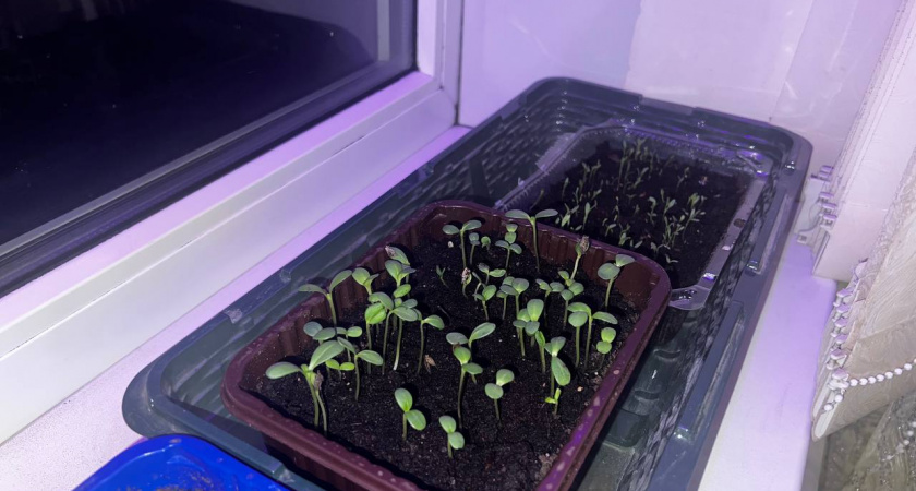 Растет как бешеный даже зимой! Как вырастить острый перец на своем подоконнике