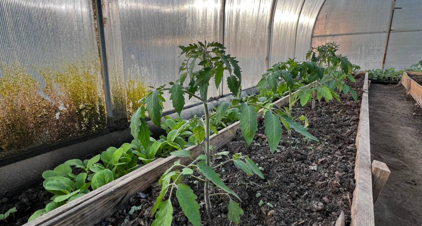 1 кусочек для рассады томатов: Кусты растут классными, как русские богатыри - урожай ведрами