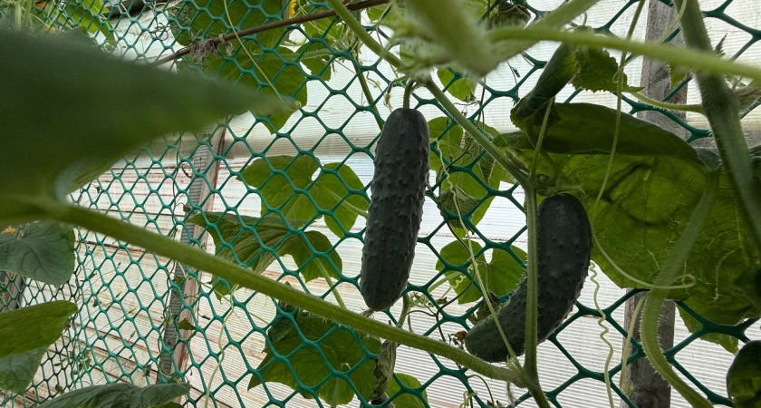 Когда огурцы покрываются тлёй: срочно начинаю борьбу с вредителями — спасаю урожай просто, быстро и без химикатов 