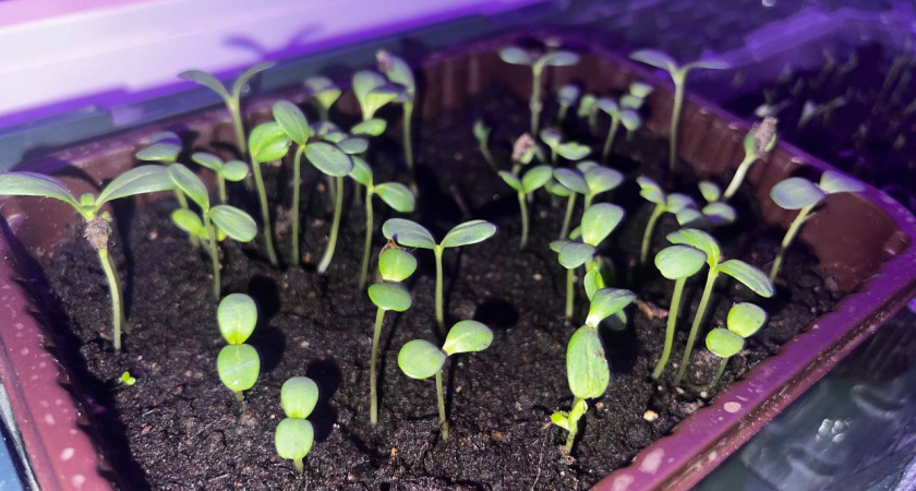Главное, верно выбрать дату. Запишите, вот лучшие числа для посева перца в январе и феврале. Вырастут богатыри  