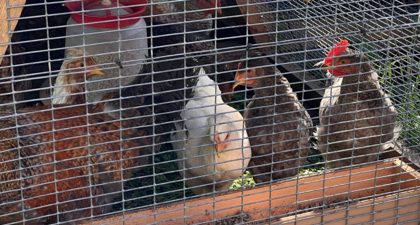 Эти белорусские несушки — настоящие чемпионы по яйценоскости: ранние и неприхотливые — по 360 яиц в год