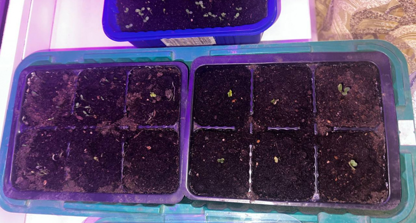 Рассада в 1,5–5‑литровых бутылках: нюансы подготовки, полива и высадки в грунт — секретные лайфхаки от опытной дачницы