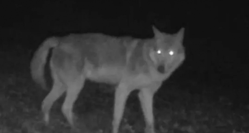 В лесах между Новороссийском и Анапой на заповедной территории появилась волчья стая 