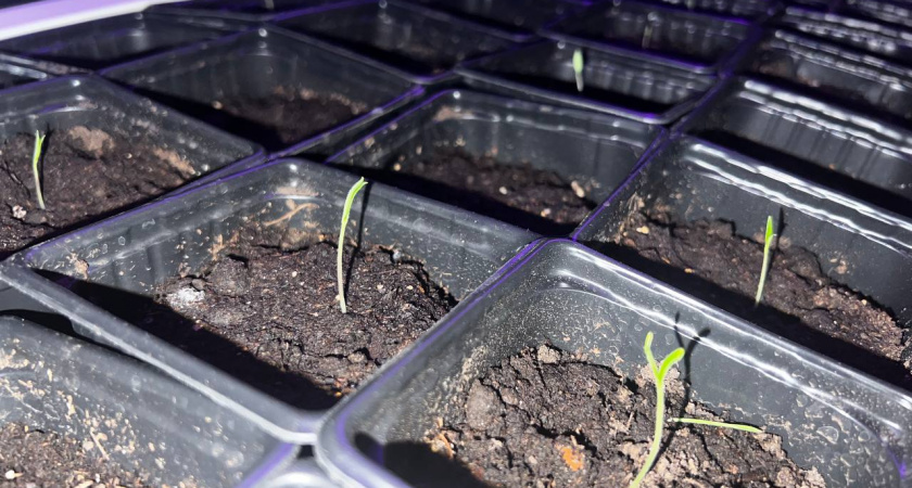 Хватит ждать неделями: простой лайфхак "разбудить" самые тугие семена за 3–5 дней