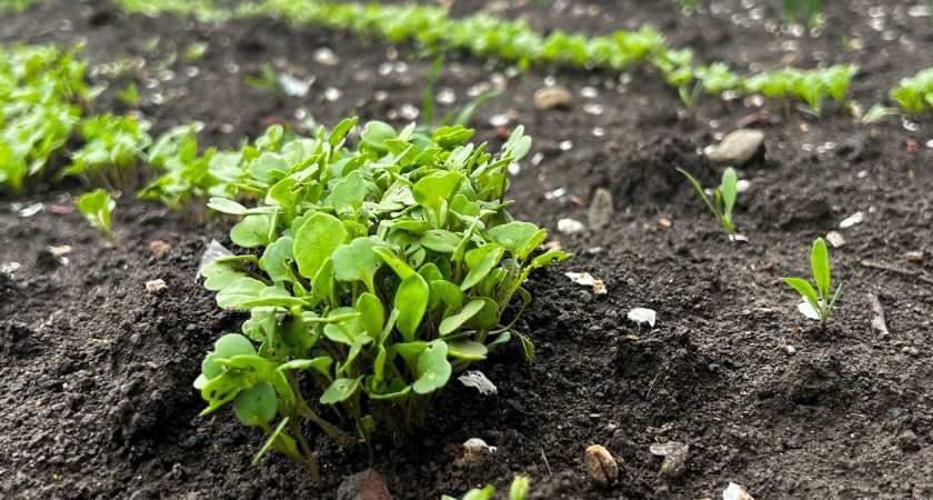 Сею эту траву после схода снега: Томаты потом прут, как бешеные - урожай завалит